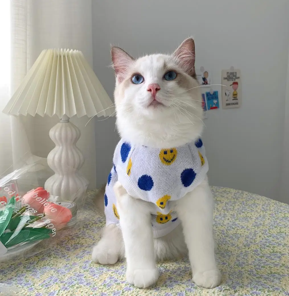 Retuşare Pândi Pronume  Pisica haine pentru animale de companie pisici îmbrăcăminte pentru animale  de companie pulover câine de companie de haine pentru caini si pisici kitty  cumpara online / Noi \ Smartcupbucuresti.ro